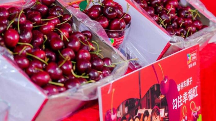 Chile: Exportan por vía aérea primeras cerezas de temporada 2025-2026