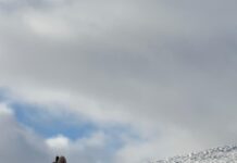 Fauna resiliente y paisajes en recuperación en la Reserva de Conservación Torres del Paine (1)
