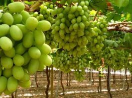 Fedefruta lamenta revisión de Systems Approach en EE.UU. pero confía que hay argumentos para mantener el sistema. Fedefruta lamenta revisión de Systems Approach en EE.UU. pero confía que hay argumentos para mantener el sistema.