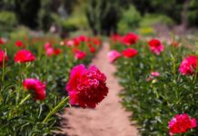 Gobierno celebra primer envío de peonías chilenas al mercado brasileño  Gobierno celebra primer envío de peonías chilenas al mercado brasileño