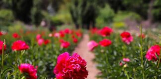 Gobierno celebra primer envío de peonías chilenas al mercado brasileño  Gobierno celebra primer envío de peonías chilenas al mercado brasileño