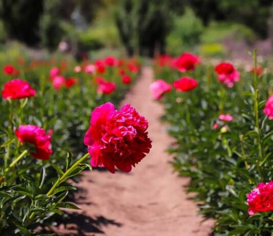 Gobierno celebra primer envío de peonías chilenas al mercado brasileño  Gobierno celebra primer envío de peonías chilenas al mercado brasileño