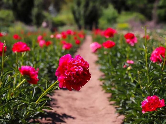 _Gobierno celebra primer envío de peonías chilenas al mercado brasileño  Gobierno celebra primer envío de peonías chilenas al mercado brasileño