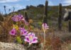 Gtd presenta “Mi Vecino el Desierto”: documental que revela los secretos del Desierto Florido