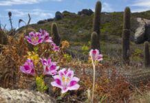 Gtd presenta “Mi Vecino el Desierto”: documental que revela los secretos del Desierto Florido