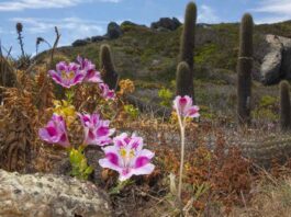 Gtd presenta “Mi Vecino el Desierto”: documental que revela los secretos del Desierto Florido Gtd presenta “Mi Vecino el Desierto”: documental que revela los secretos del Desierto Florido
