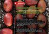INIA La Platina continua con el ciclo de webinars sobre conservación de semillas recalcitrantes de la flora nativa chilena