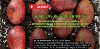 INIA La Platina continua con el ciclo de webinars sobre conservación de semillas recalcitrantes de la flora nativa chilena