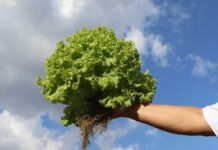 INIA presenta nuevo informativo sobre agroecología: ciencia, territorio y futuro sostenible