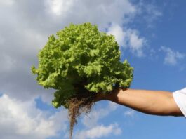 INIA presenta nuevo informativo sobre agroecología: ciencia, territorio y futuro sostenible