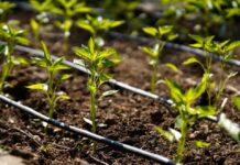 Inician ciclo de días de campo para fortalecer la eficiencia del riego en la región