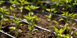 Inician ciclo de días de campo para fortalecer la eficiencia del riego en la región