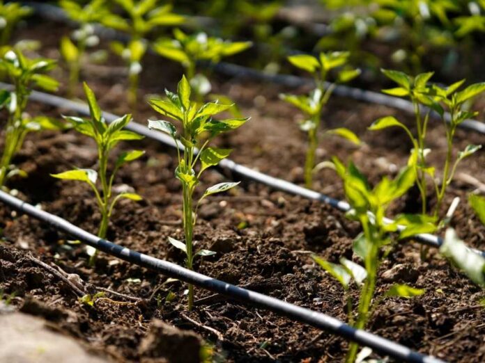 Inician ciclo de días de campo para fortalecer la eficiencia del riego en la región