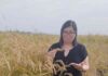 Innovación chilena en arroz despertó interés de Uzbekistán para enfrentar problemas de sequía