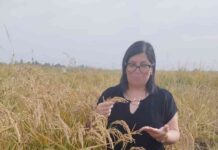 Innovación chilena en arroz despertó interés de Uzbekistán para enfrentar problemas de sequía