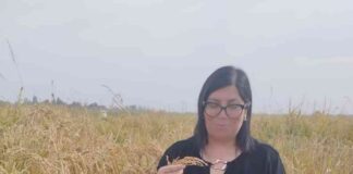 Innovación chilena en arroz despertó interés de Uzbekistán para enfrentar problemas de sequía