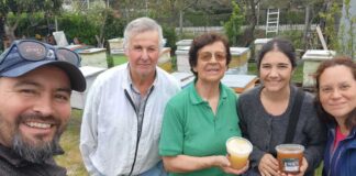 Investigación analizó la salud de abejas a través de su sonido y sistema inmune
