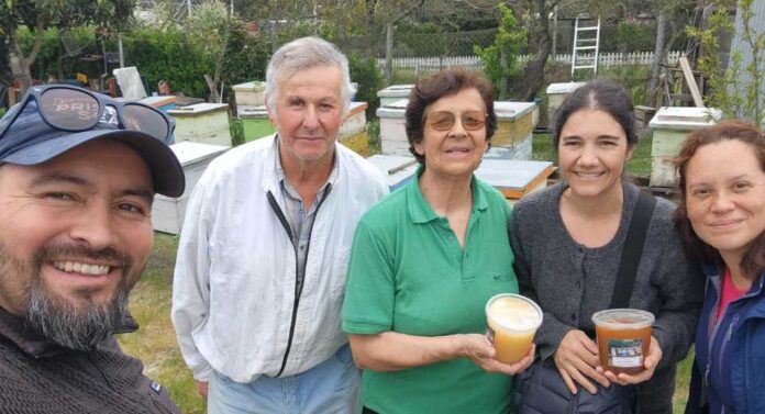 Investigación analizó la salud de abejas a través de su sonido y sistema inmune