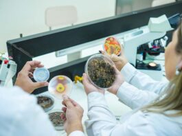 Investigación busca devolver la vida a suelo degradado con el uso de microorganismos