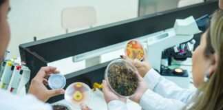 Investigación busca devolver la vida a suelo degradado con el uso de microorganismos