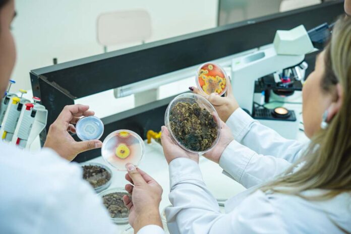 Investigación busca devolver la vida a suelo degradado con el uso de microorganismos