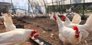 Investigación busca mejorar la producción de huevos incorporando minerales orgánicos en la dieta de aves ponedoras