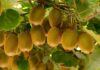 Kiwi chileno cierra positiva temporada y fija la calidad como eje para 2026