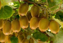 Kiwi chileno cierra positiva temporada y fija la calidad como eje para 2026