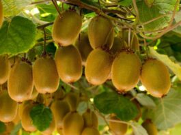Kiwi chileno cierra positiva temporada y fija la calidad como eje para 2026 Kiwi chileno cierra positiva temporada y fija la calidad como eje para 2026