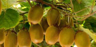 Kiwi chileno cierra positiva temporada y fija la calidad como eje para 2026 Kiwi chileno cierra positiva temporada y fija la calidad como eje para 2026