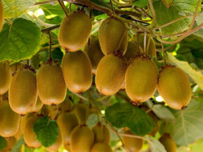 Kiwi chileno cierra positiva temporada y fija la calidad como eje para 2026 Kiwi chileno cierra positiva temporada y fija la calidad como eje para 2026
