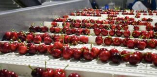Chile se Posiciona como el Exportador Clave en 2025/26: La Crisis Global de la Cereza Impulsa el Protagonismo Nacional