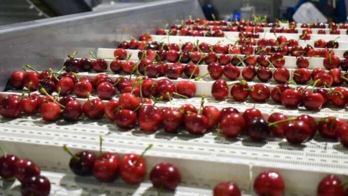 Chile se Posiciona como el Exportador Clave en 2025/26: La Crisis Global de la Cereza Impulsa el Protagonismo Nacional
