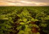 La aplicación de bioestimulantes a base de Ascophyllum nodosum impulsa la productividad sustentable de la soya