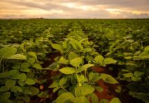 La aplicación de bioestimulantes a base de Ascophyllum nodosum impulsa la productividad sustentable de la soya