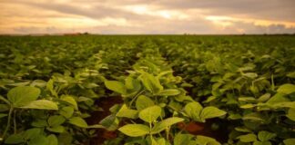 La aplicación de bioestimulantes a base de Ascophyllum nodosum impulsa la productividad sustentable de la soya