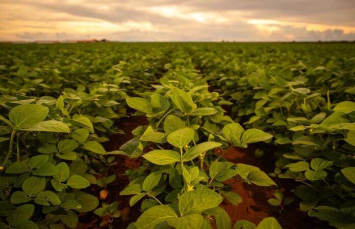 La aplicación de bioestimulantes a base de Ascophyllum nodosum impulsa la productividad sustentable de la soya La aplicación de bioestimulantes a base de Ascophyllum nodosum impulsa la productividad sustentable de la soya