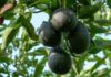La guerra por la palta: cómo Perú, Colombia y Chile buscan desafiar el dominio de México