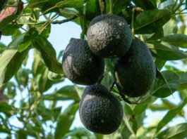 La guerra por la palta: cómo Perú, Colombia y Chile buscan desafiar el dominio de México