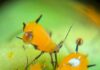 Microbiomas Nativos: TERRAGENESIS Lidera la Creación de Herramientas de Control Natural Contra plagas resistentes a los AgroQuímicos