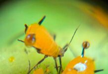 Microbiomas Nativos: TERRAGENESIS Lidera la Creación de Herramientas de Control Natural Contra plagas resistentes a los AgroQuímicos