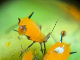 Microbiomas Nativos: TERRAGENESIS Lidera la Creación de Herramientas de Control Natural Contra plagas resistentes a los AgroQuímicos