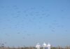 Miles de aves migratorias llegan a Chile: el SAG llama a protegerlas y reforzar la prevención sanitaria