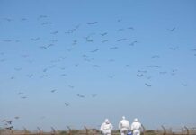 Miles de aves migratorias llegan a Chile: el SAG llama a protegerlas y reforzar la prevención sanitaria