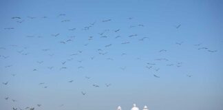 Miles de aves migratorias llegan a Chile: el SAG llama a protegerlas y reforzar la prevención sanitaria