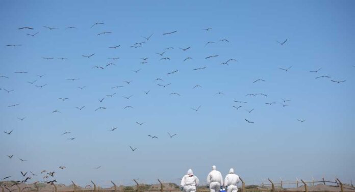 Miles de aves migratorias llegan a Chile: el SAG llama a protegerlas y reforzar la prevención sanitaria