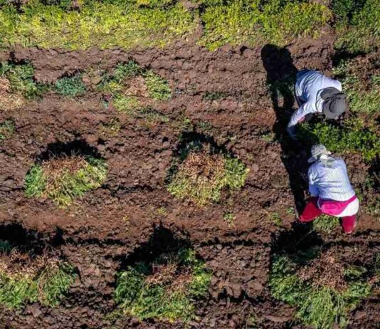 Minagri e INDAP invitan a emprendedoras rurales a postular al Premio Mujer del Agro Mónica Gebert 2025 Minagri e INDAP invitan a emprendedoras rurales a postular al Premio Mujer del Agro Mónica Gebert 2025