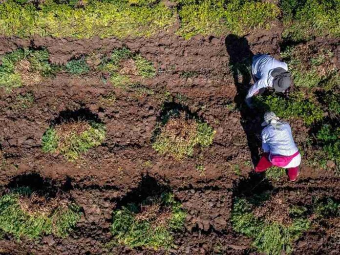 Minagri e INDAP invitan a emprendedoras rurales a postular al Premio Mujer del Agro Mónica Gebert 2025 (1) Minagri e INDAP invitan a emprendedoras rurales a postular al Premio Mujer del Agro Mónica Gebert 2025