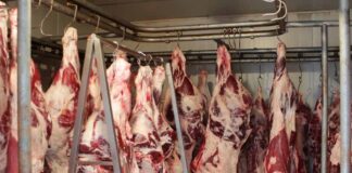 Movilización del SAG: Riesgo de cierre en frigoríficos e impacto en precios