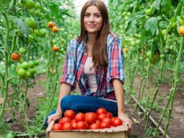 Nueva herramienta digital de Odepa promueve la equidad de género en el agro Nueva herramienta digital de Odepa promueve la equidad de género en el agro